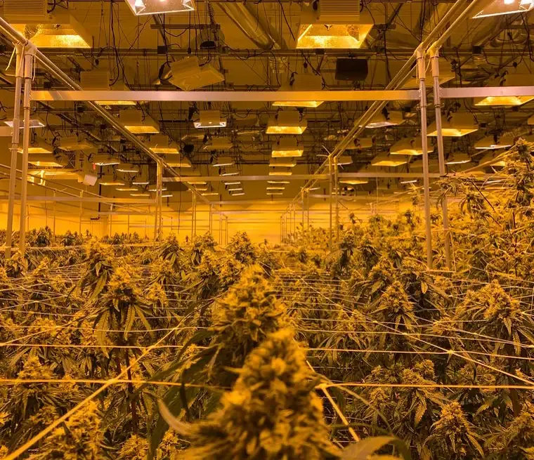 Illustrative cannabis facilities setting